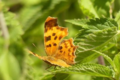 <i>Polygonia c-album</i>