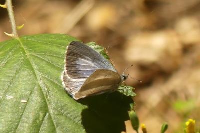 <i>Celastrina argiolus</i>