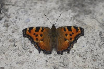 <i>Nymphalis polychloros</i>