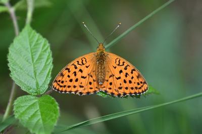 <i>Brenthis daphne</i>
