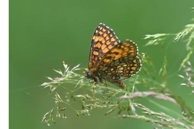 <i>Melitaea athalia</i>