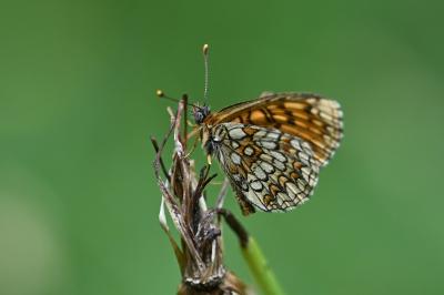 <i>Melitaea athalia</i>