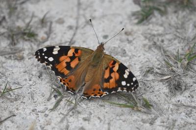 <i>Vanessa cardui</i>