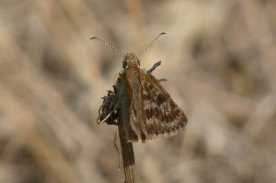 <i>Erynnis tages</i>