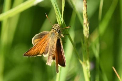 <i>Thymelicus lineola</i>