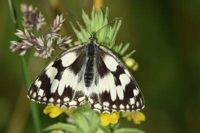 <i>Melanargia galathea</i>