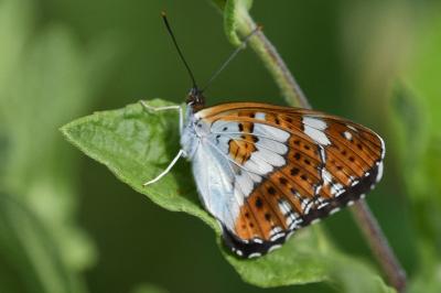 <i>Limenitis camilla</i>
