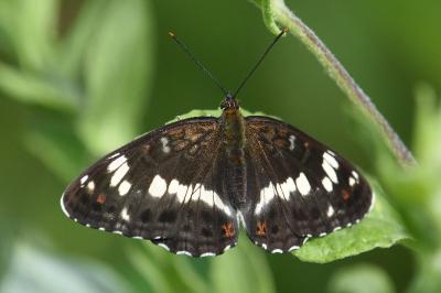 <i>Limenitis camilla</i>