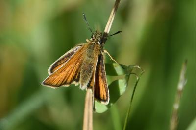 <i>Thymelicus lineola</i>
