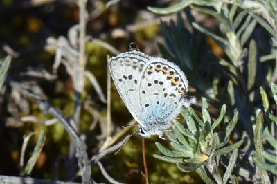 <i>Plebejus argus</i>