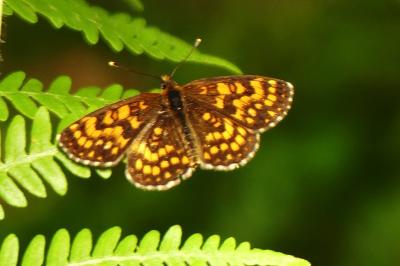 <i>Melitaea athalia</i>