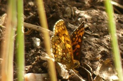 <i>Melitaea athalia</i>