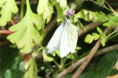 <i>Pieris napi</i>