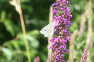 <i>Pieris rapae</i>
