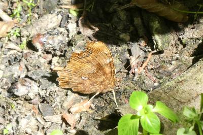 <i>Polygonia c-album</i>