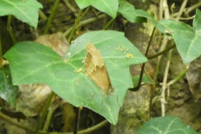 <i>Maniola jurtina</i>
