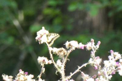 <i>Papilio machaon</i>