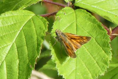 <i>Ochlodes sylvanus</i>