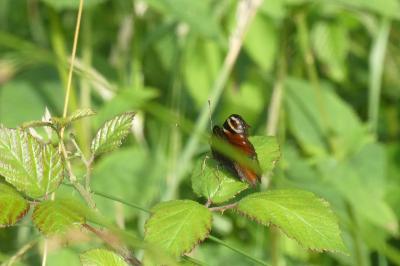 <i>Aglais io</i>