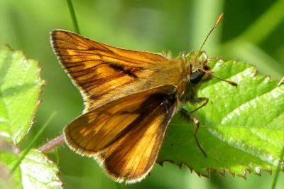 <i>Ochlodes sylvanus</i>