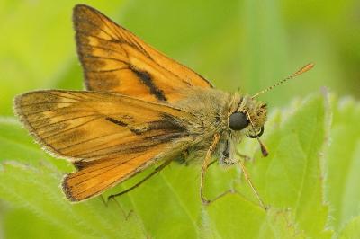 <i>Ochlodes sylvanus</i>
