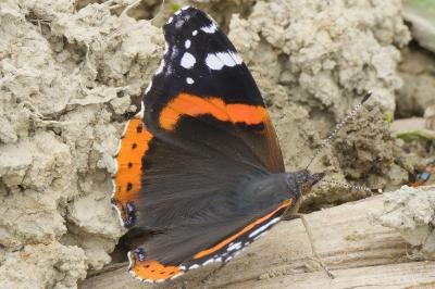 <i>Vanessa atalanta</i>