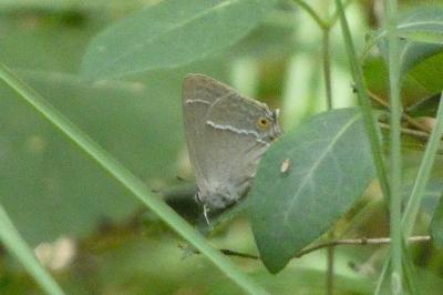 <i>Quercusia quercus</i>