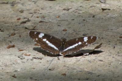 <i>Limenitis camilla</i>