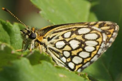 <i>Heteropterus morpheus</i>