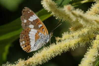 <i>Limenitis camilla</i>