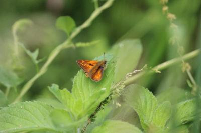 <i>Ochlodes sylvanus</i>