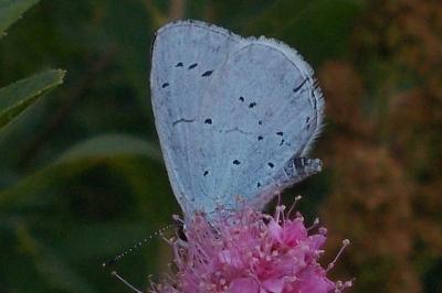 <i>Celastrina argiolus</i>