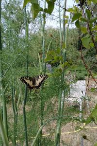 <i>Papilio machaon</i>