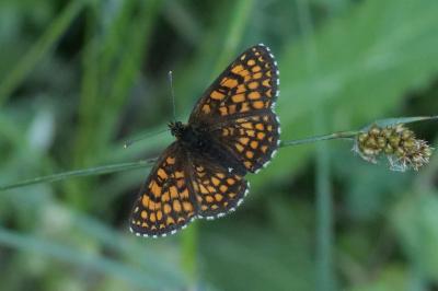 <i>Melitaea athalia</i>