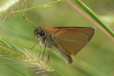 <i>Thymelicus lineola</i>