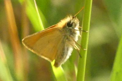 <i>Thymelicus lineola</i>