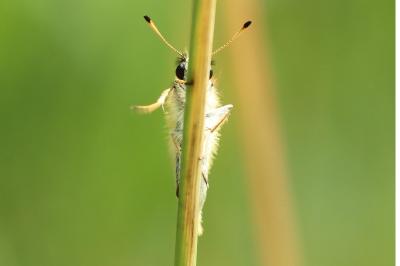 <i>Thymelicus lineola</i>