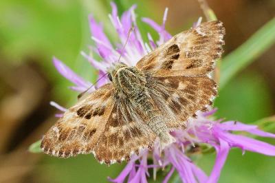 <i>Carcharodus alceae</i>