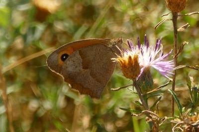 <i>Maniola jurtina</i>