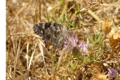 <i>Vanessa cardui</i>
