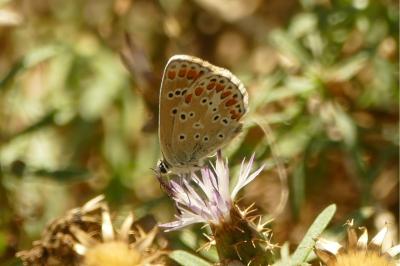 <i>Aricia agestis</i>