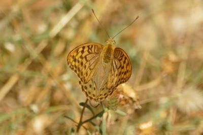 <i>Argynnis pandora</i>