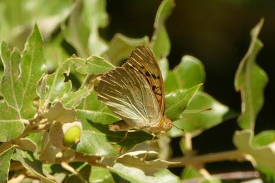 <i>Argynnis pandora</i>