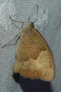 <i>Maniola jurtina</i>