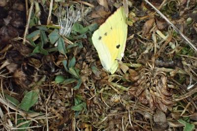 <i>Colias crocea</i>