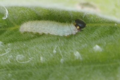 <i>Carcharodus alceae</i>