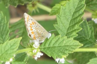 <i>Polyommatus icarus</i>