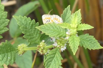 <i>Polyommatus icarus</i>