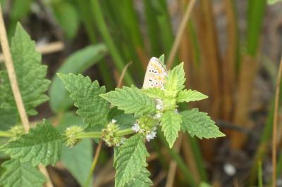 <i>Polyommatus icarus</i>