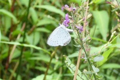 <i>Celastrina argiolus</i>